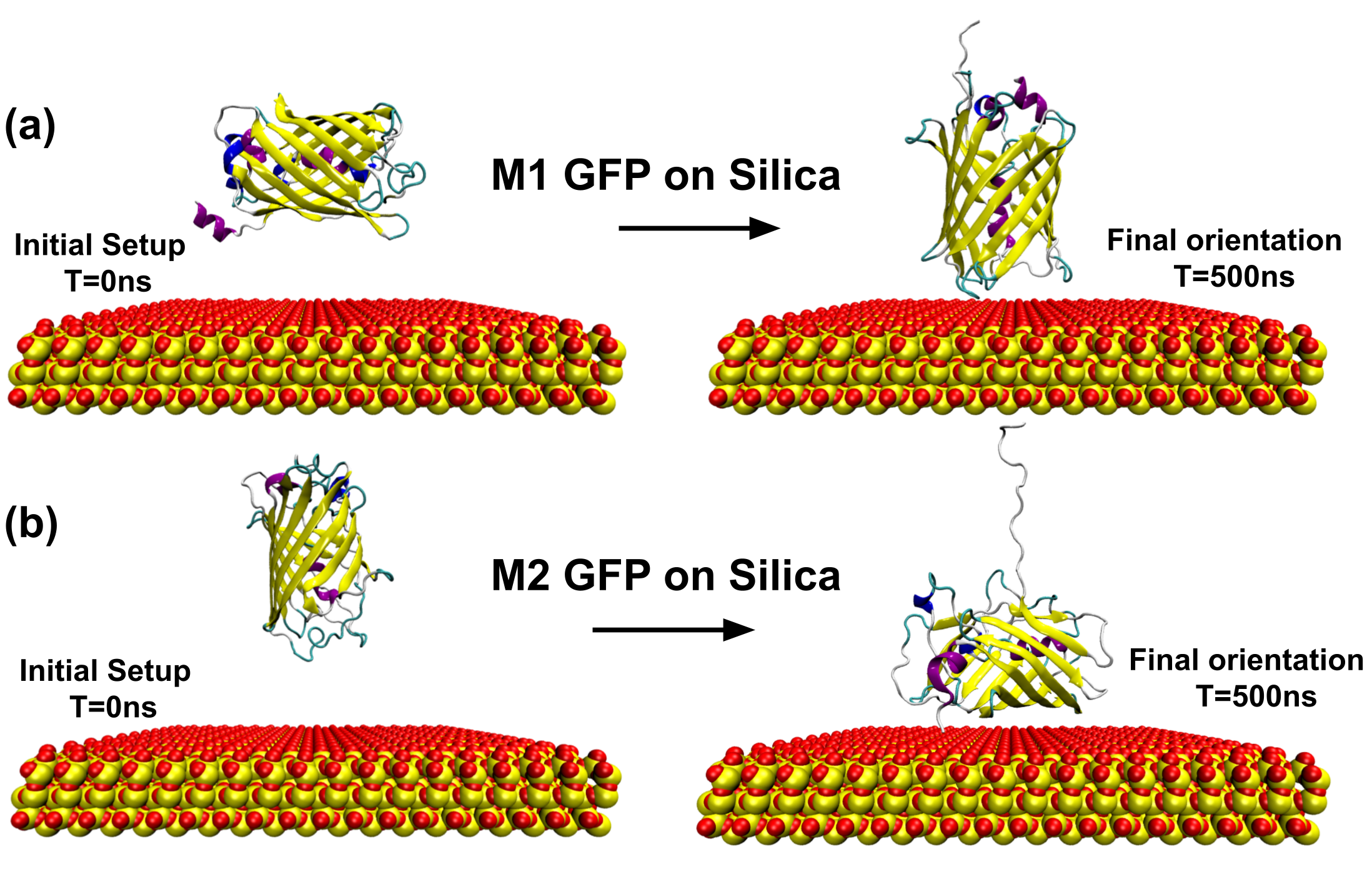 Different GFP mutants adsorbing on silica surface