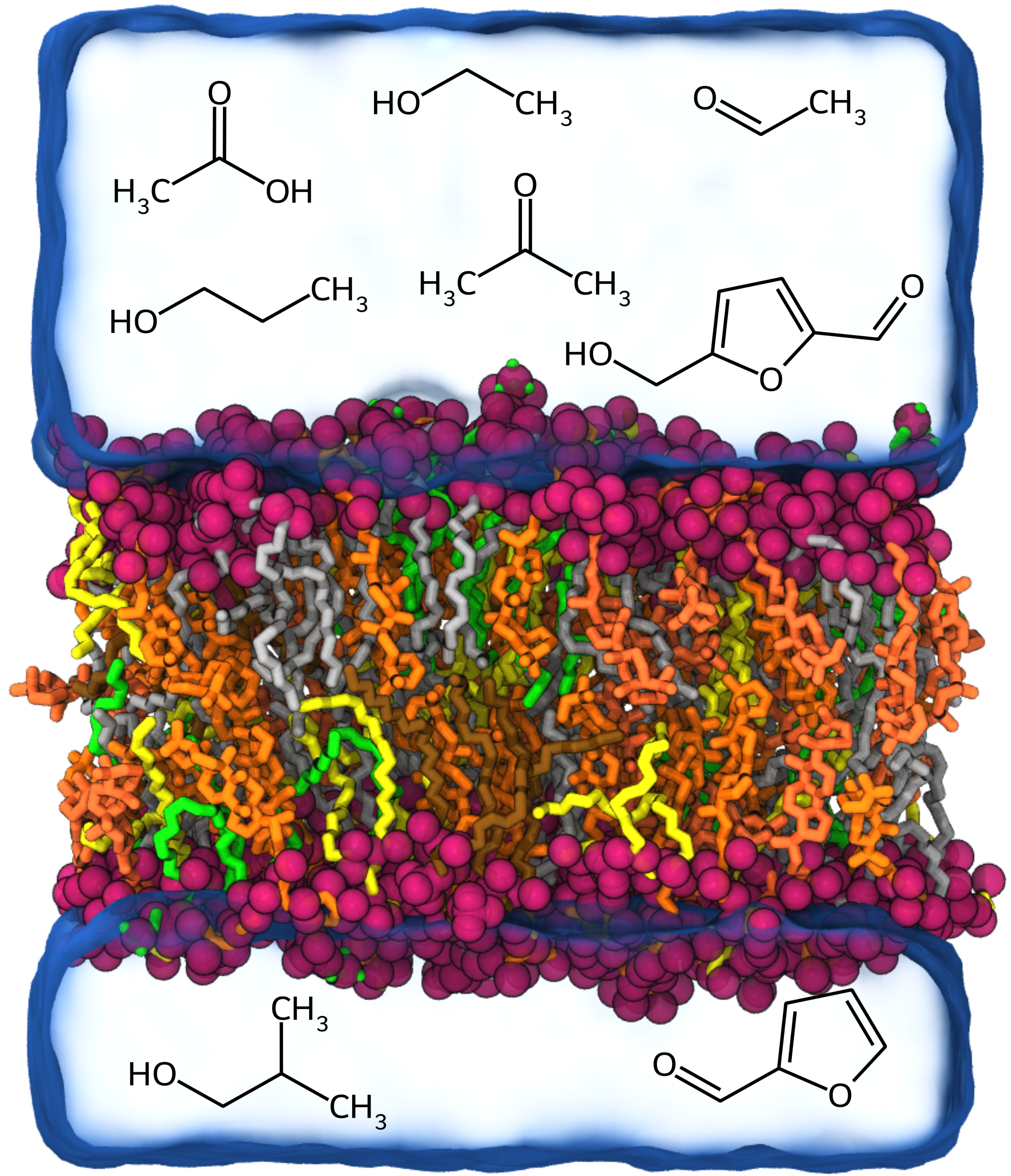 Membrane Structure and Dynamics in Zymomonas mobilis
