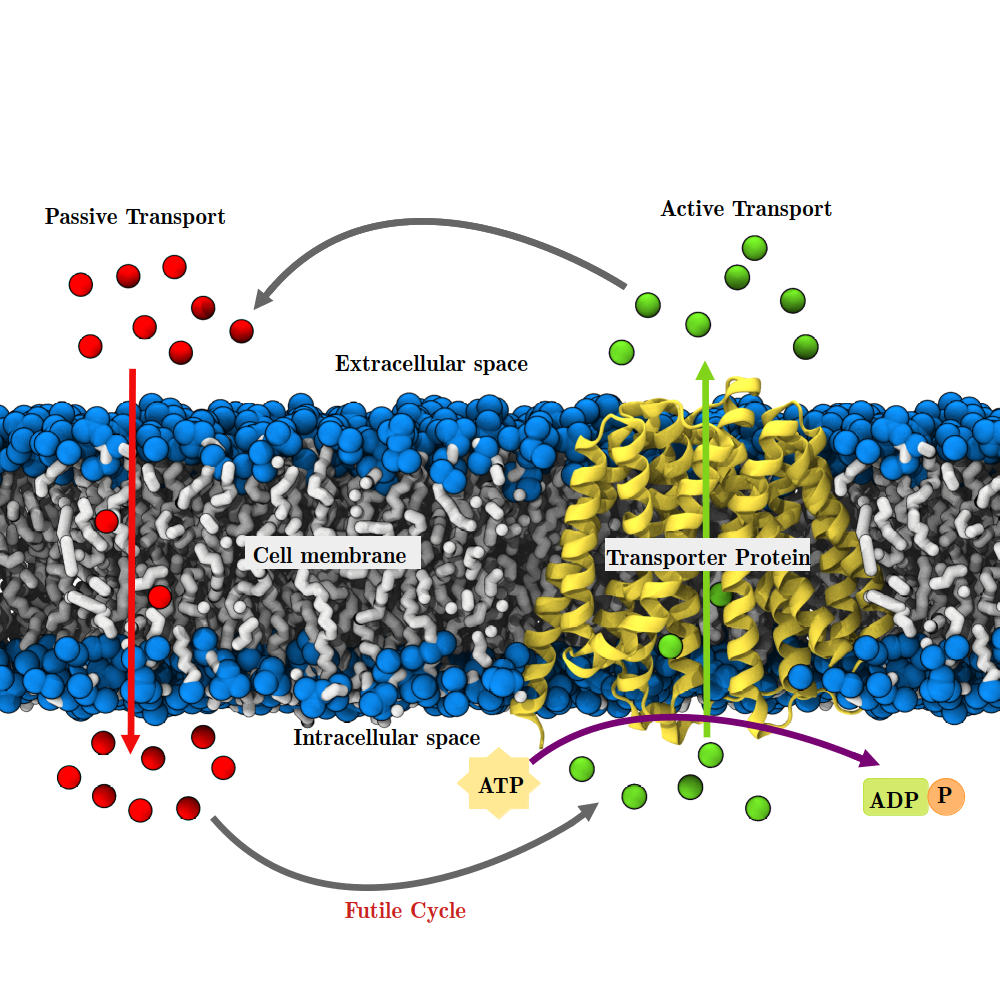 Membrane Transport Mechanisms