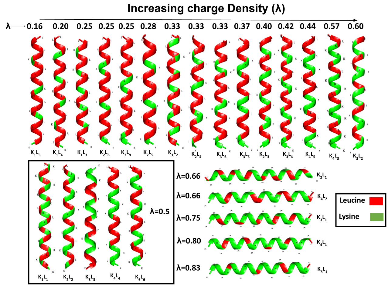 Different patterns of lysine-leucine peptide